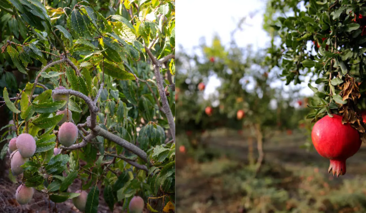 Farming in Hyderabad